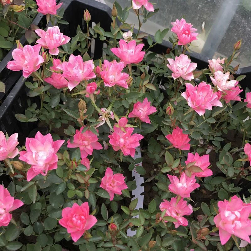 天荷繁星月季花苗四季勤花开花粉色多头玫瑰四季盆栽欧月花卉植物