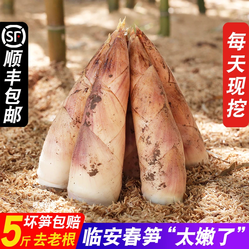 临安春笋新鲜现挖嫩芽笋冬笋油焖笋浙江腌笃鲜顺丰发货天目雷笋