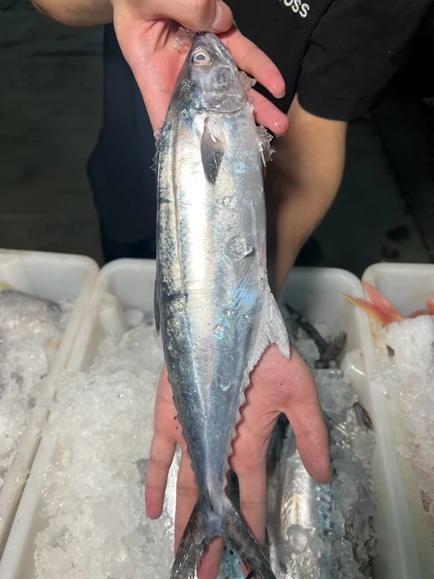 广东汕尾本港纯野生蓝点白腹马鲛鱼