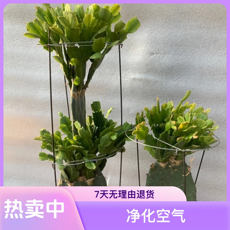 仙人掌嫁接蟹爪兰花卉盆栽蟹爪兰盆栽花卉1层~-2层原盆原土发货