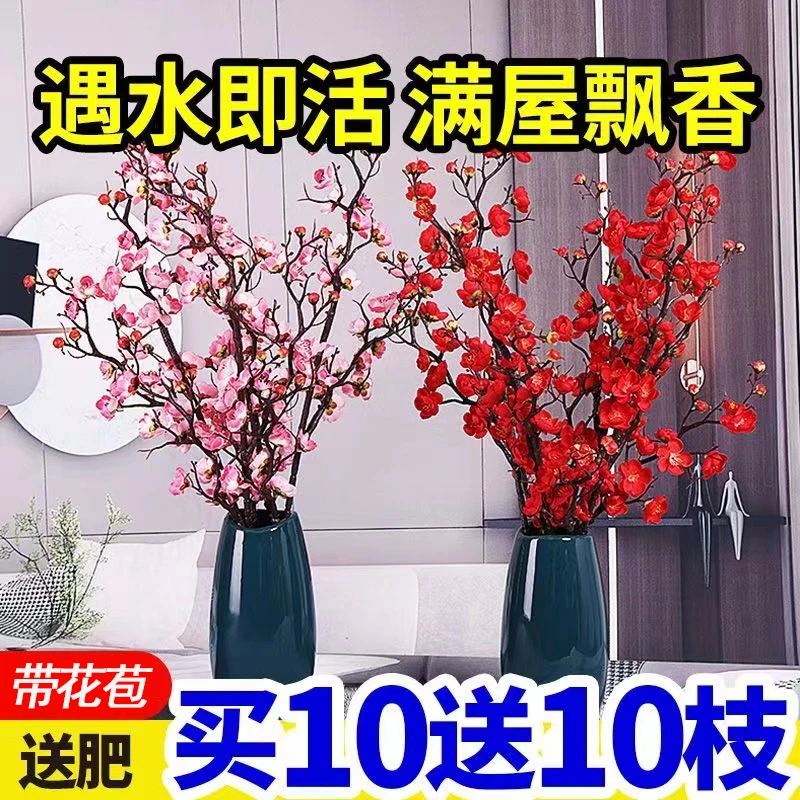 【年宵爆款】干枝红梅浓香水培梅花耐寒梅花枝好养新年阳台飘香开花