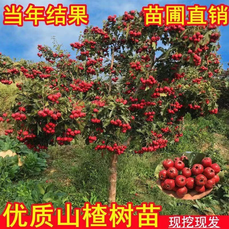 山楂树活苗果苗大五棱金星盆栽地栽南北方种植庭院特大树苗