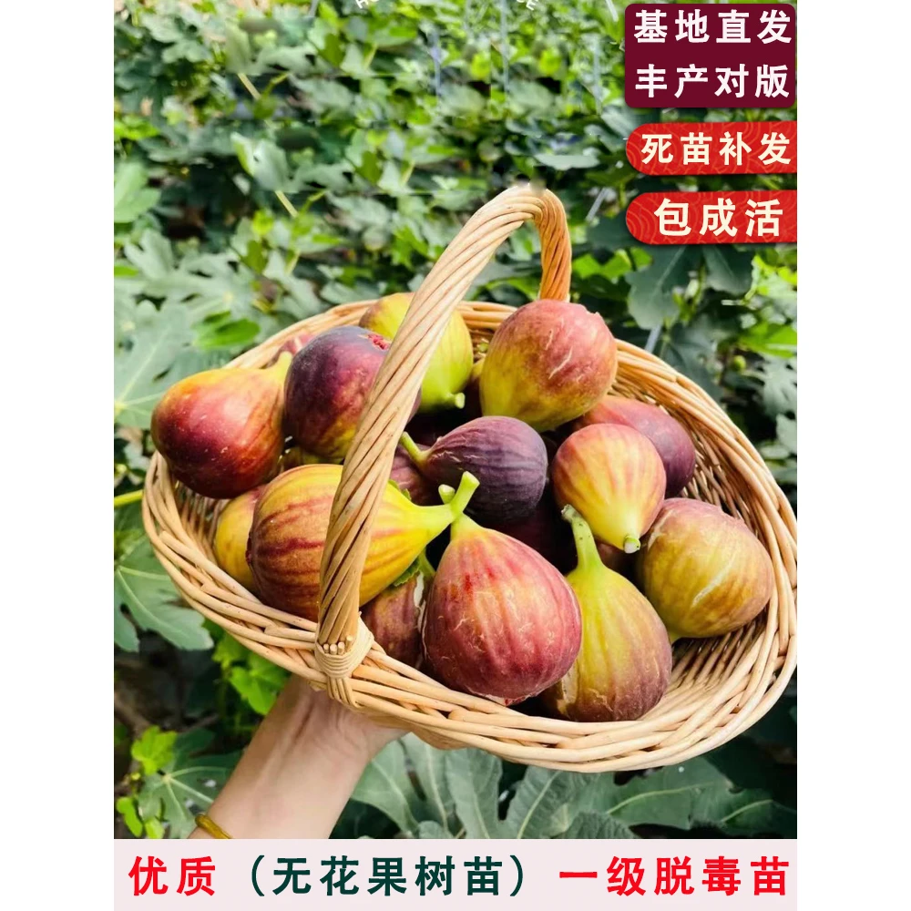 无花果树苗特大波姬红无花果苗南方北方四季种植盆栽地栽当年结果