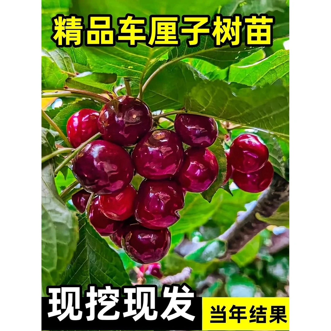 矮化车厘子树苗车厘子苗南方种植地栽庭院果树果苗樱桃树大樱桃苗