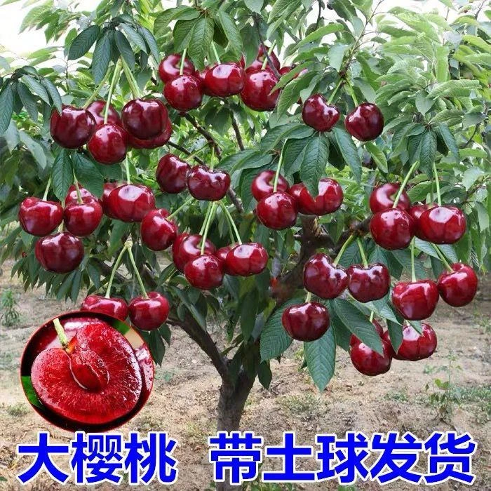 车厘子大樱桃树苗别墅庭院地载盆栽大樱桃当年结果耐寒南北方种植