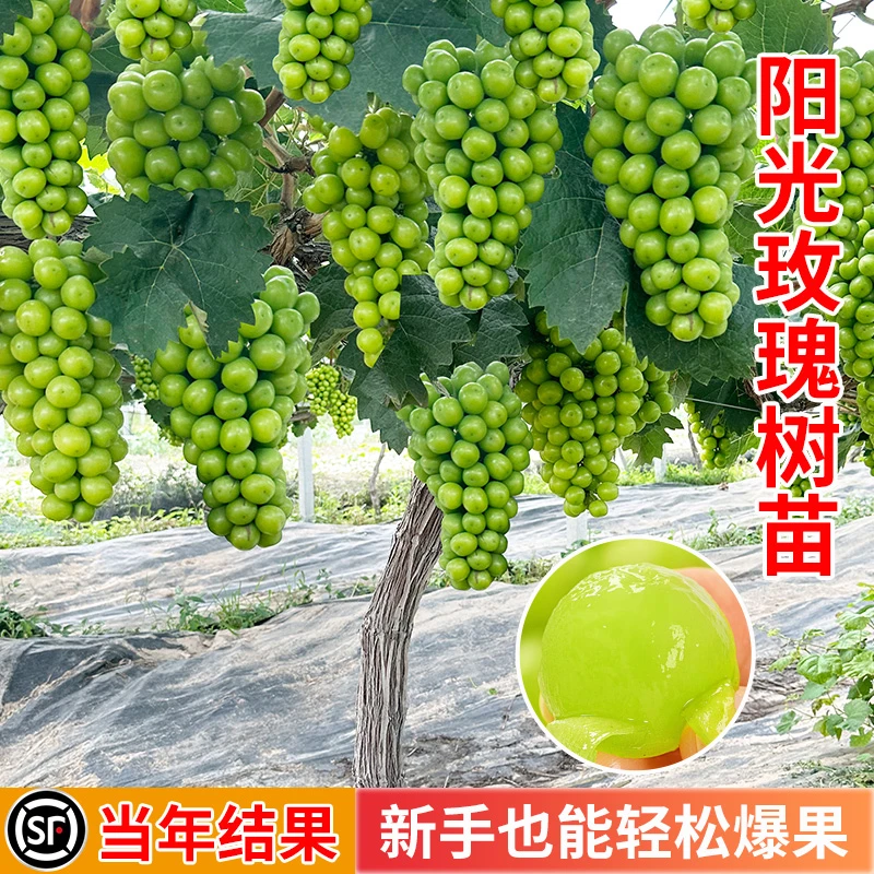 阳光玫瑰葡萄树苖蓝宝石培育巨峰苗木挂果易活寒香葡萄苗果树果苗