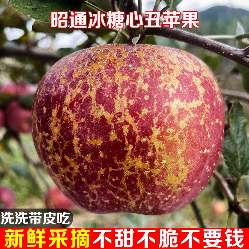 【新鲜采摘】云南昭通冰糖心丑苹果新鲜当季水果脆甜苹果/5斤