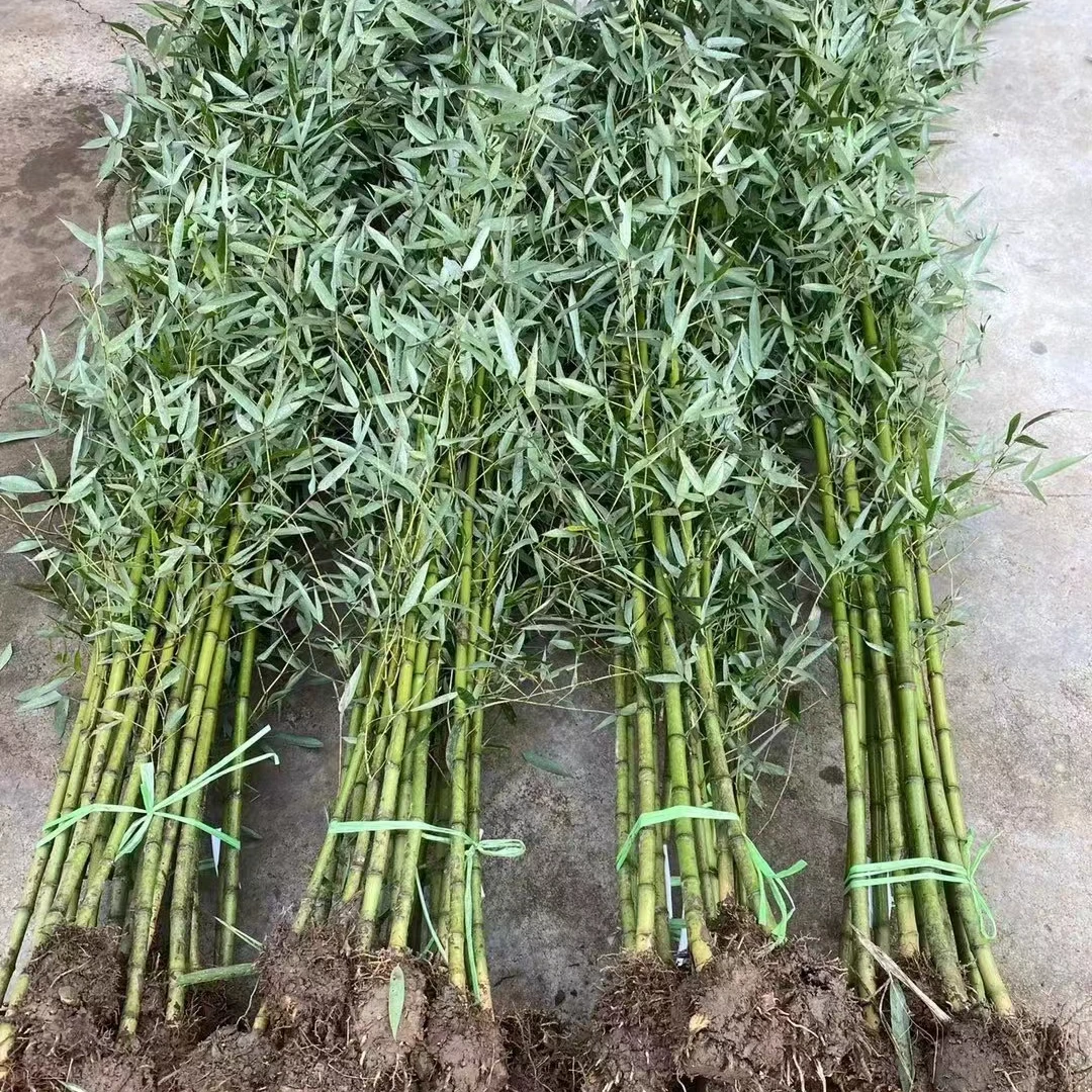 壹物壹拍景观竹盆栽竹子苗庭院绿植室内室外南方北方都可养四季青