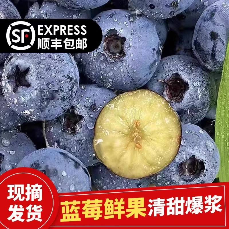 【大果纯甜蓝莓L25】新鲜蓝莓鲜果山东现摘孕妇宝宝水果尝鲜100g盒