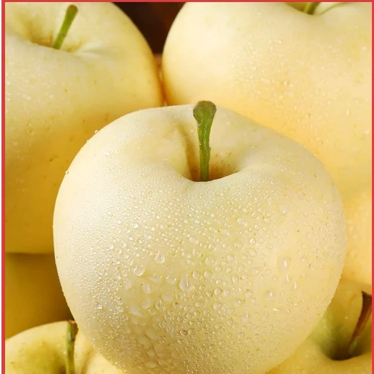 山东黄金帅刮泥沙地苹果黄元帅新鲜水果甜面8斤包邮现摘
