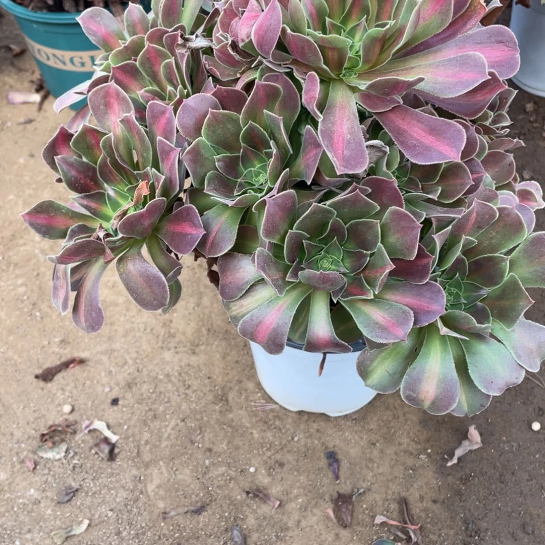 975粉女中班多肉法师断枝不包