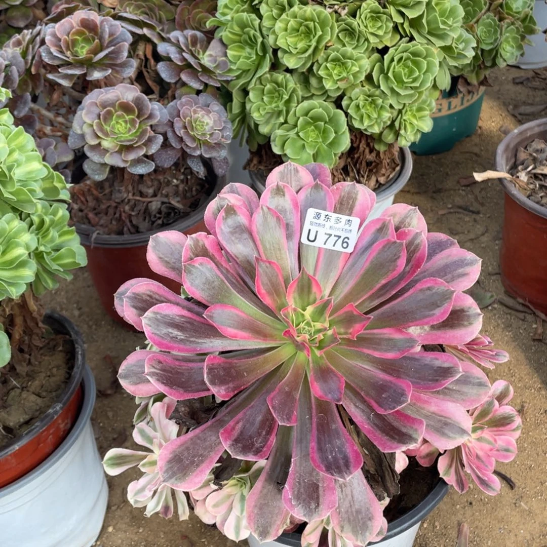 776美杜莎多肉法师断枝不包