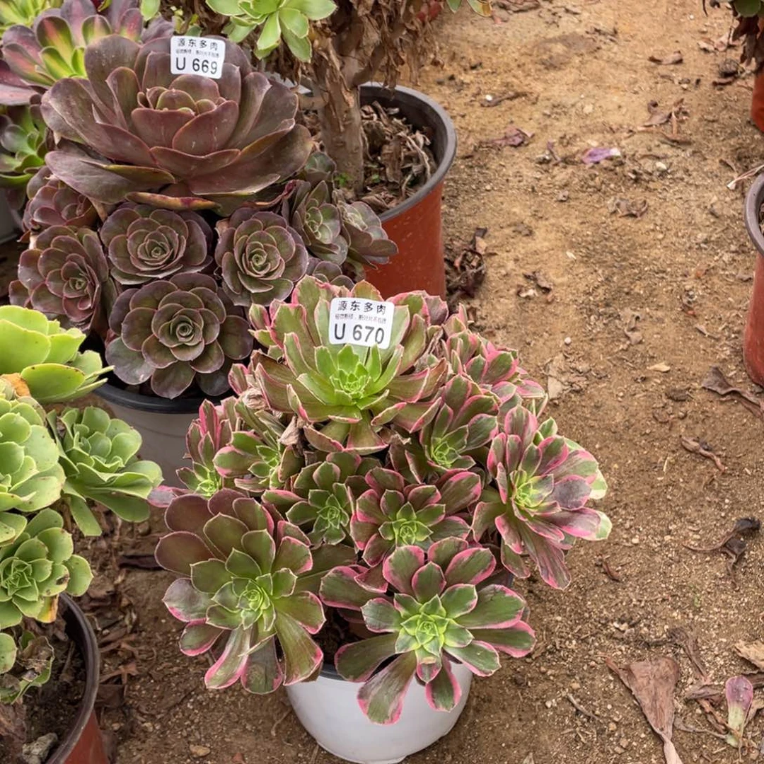 燕*670安娜多肉法师断枝不包