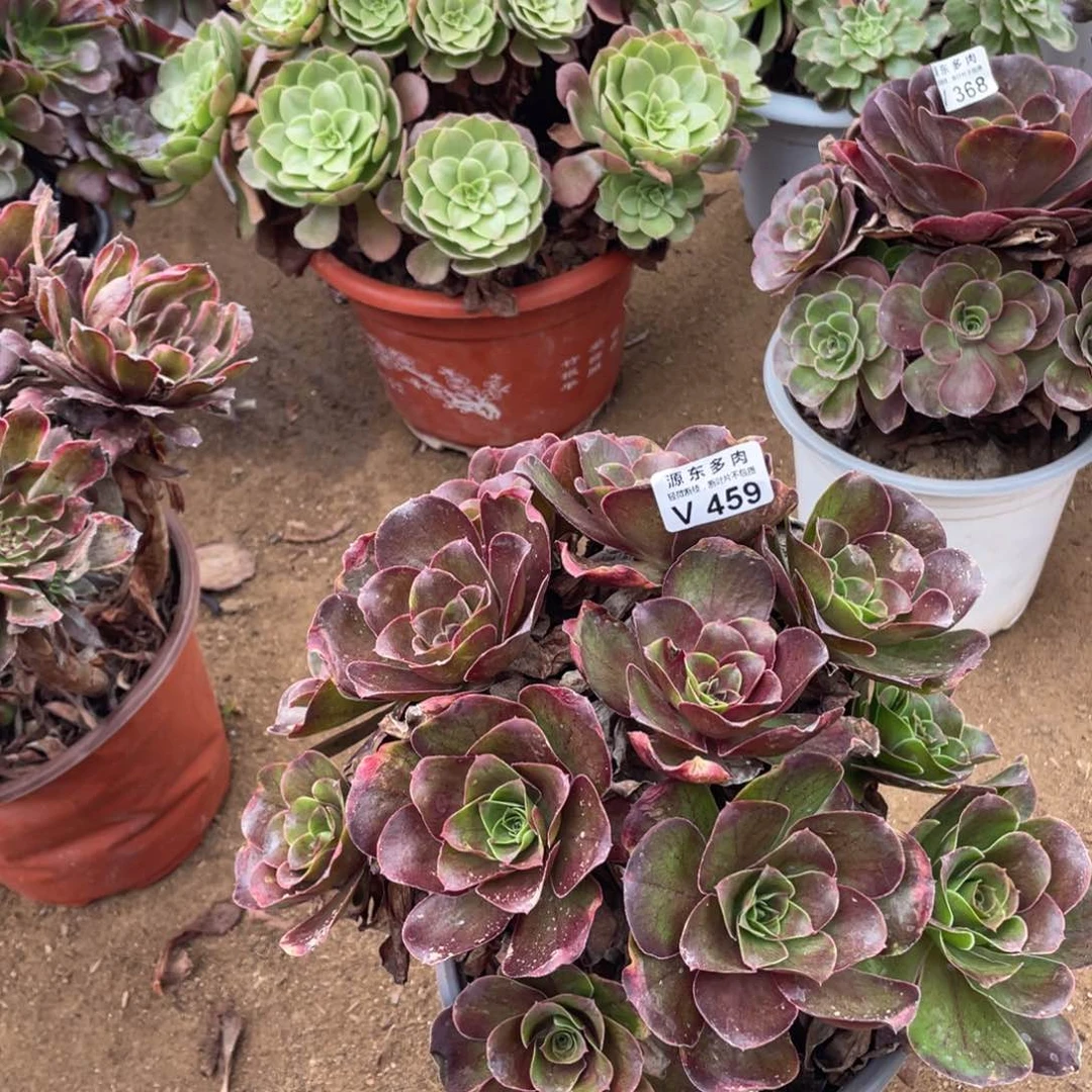 459魅金多肉法师断枝不包