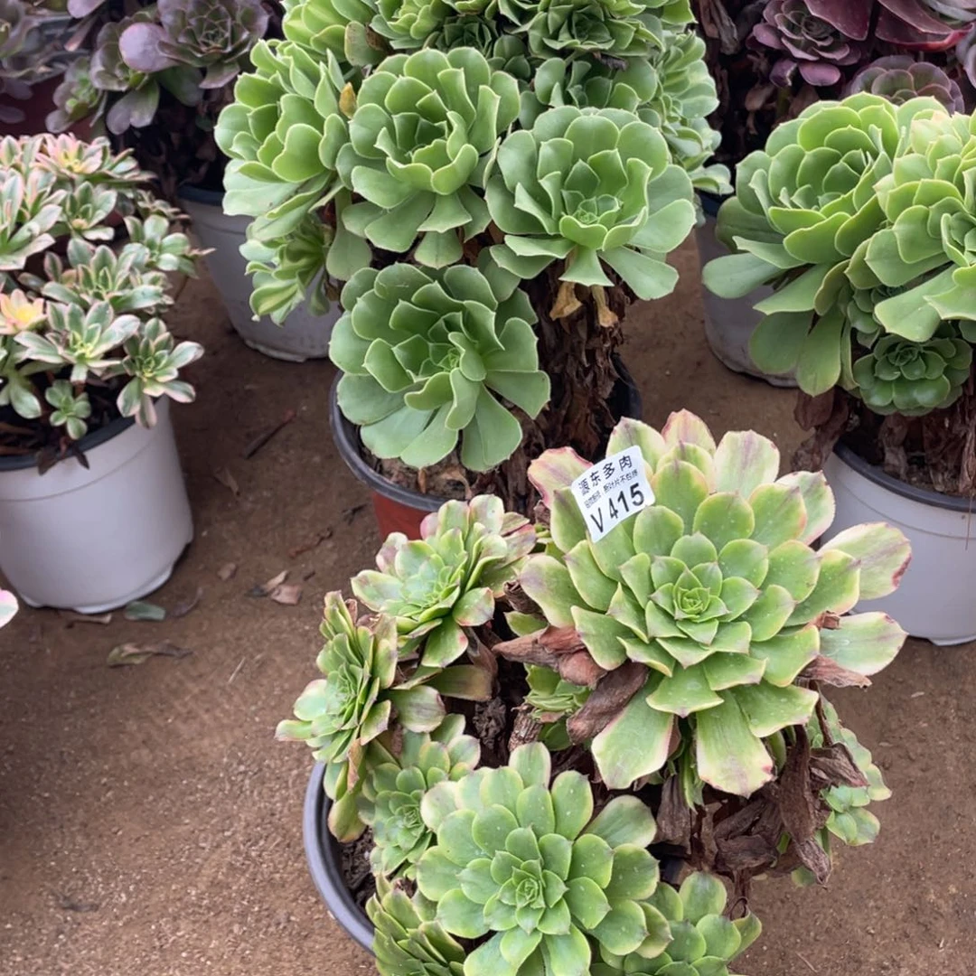 415沙皇多肉法师断枝不包