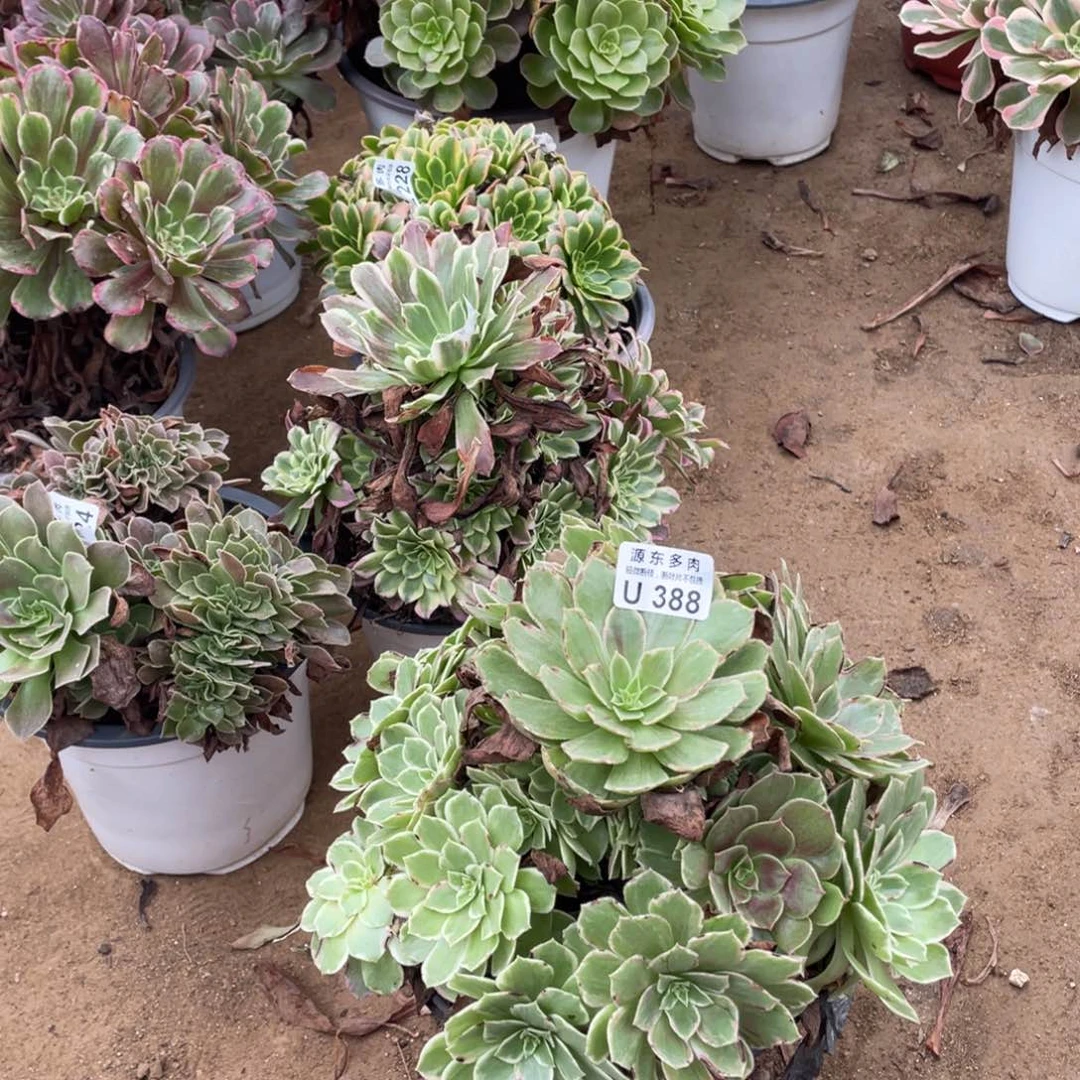 388莲花多肉法师断枝不包