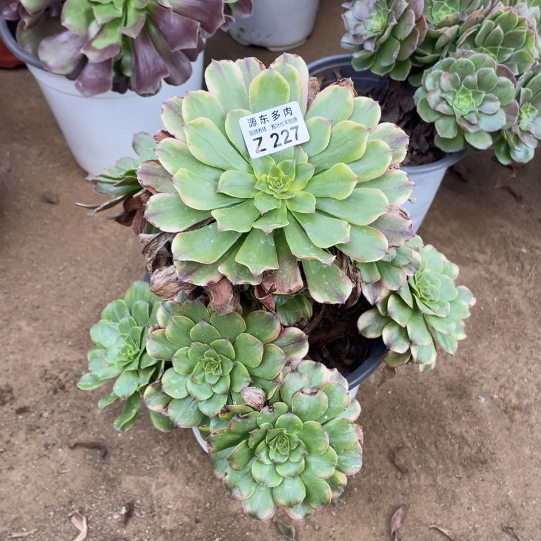 227沙皇多肉法师断枝不包