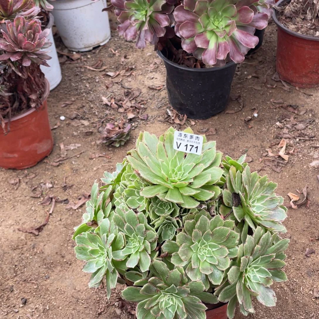 171莲花多肉法师断枝不包