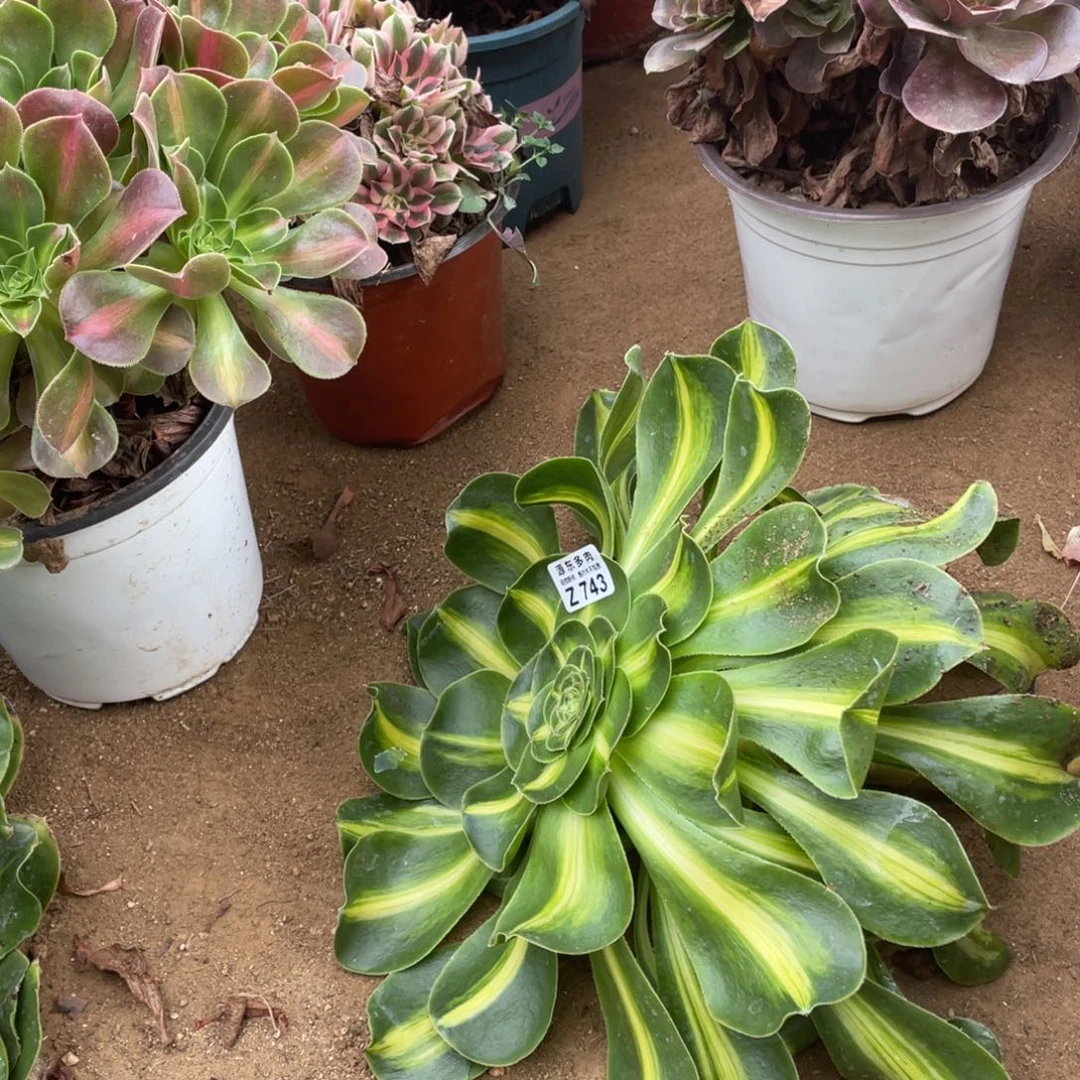 743暴君多肉法师断枝不包无根