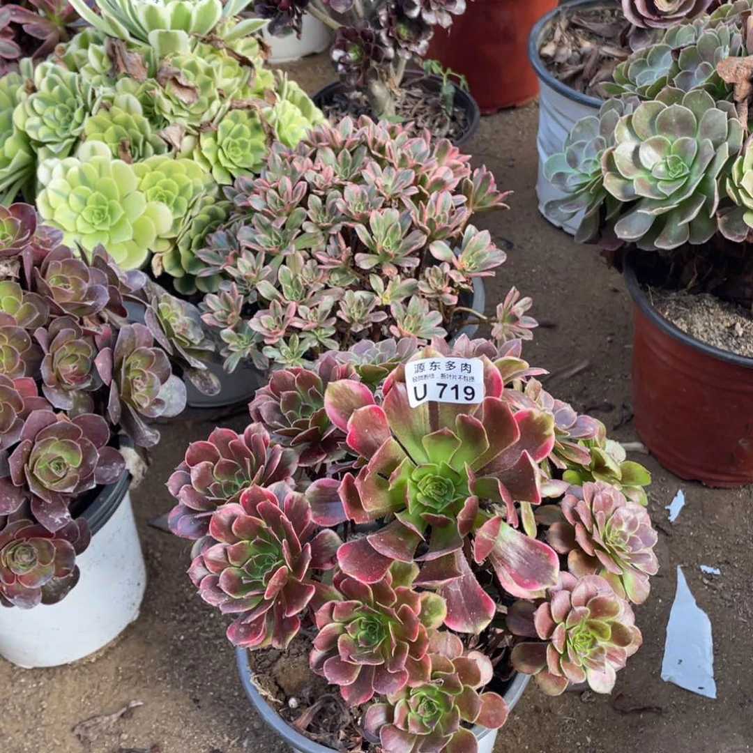 719烟花多肉法师断枝不包