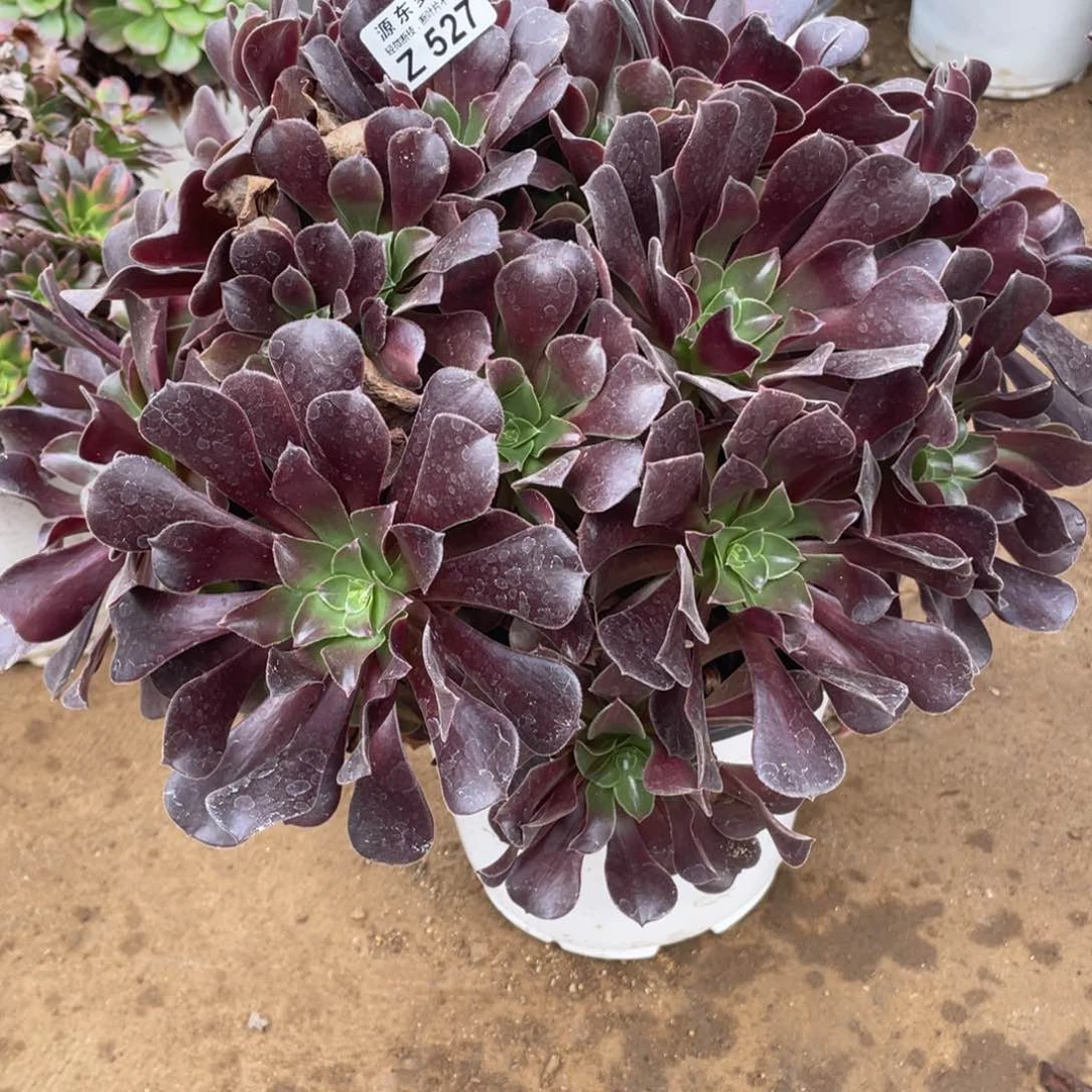 527梅花多肉法师断枝不包