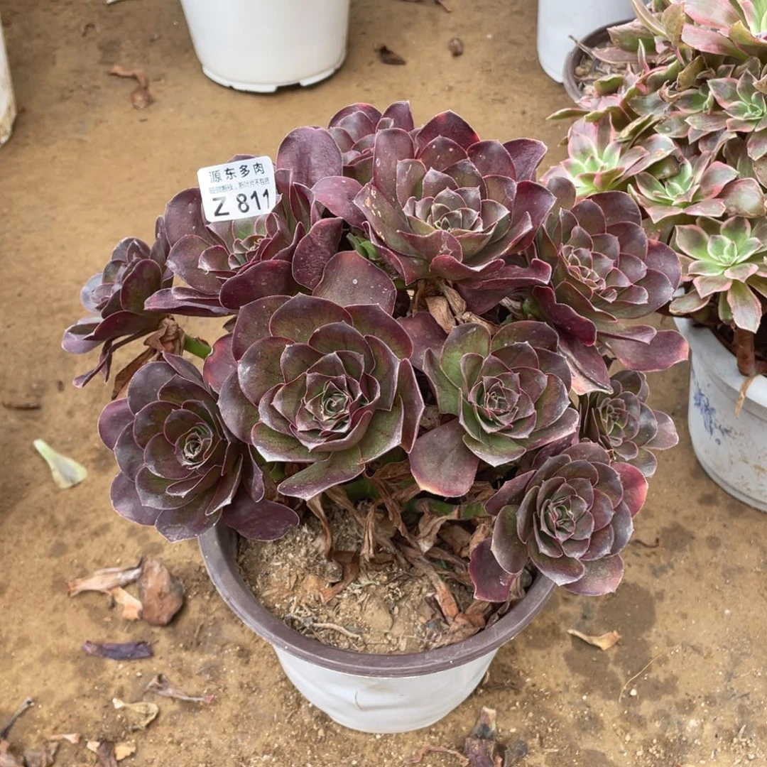 811魅金玫瑰多肉法师断枝不包