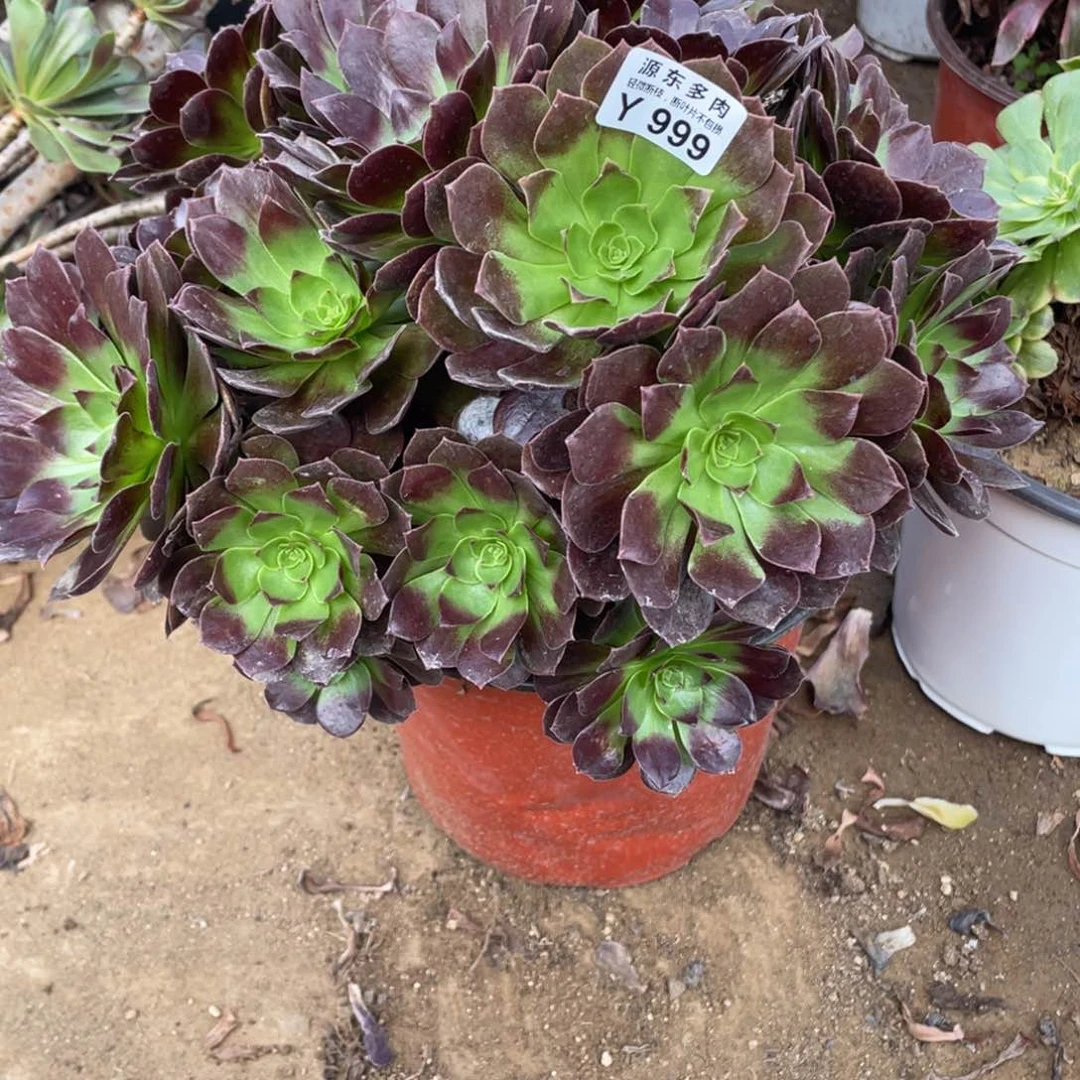 999黑美人多肉法师断枝不包