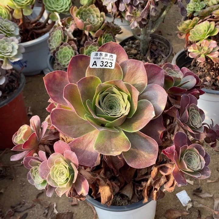 323魅金玫瑰多肉法师断枝不包