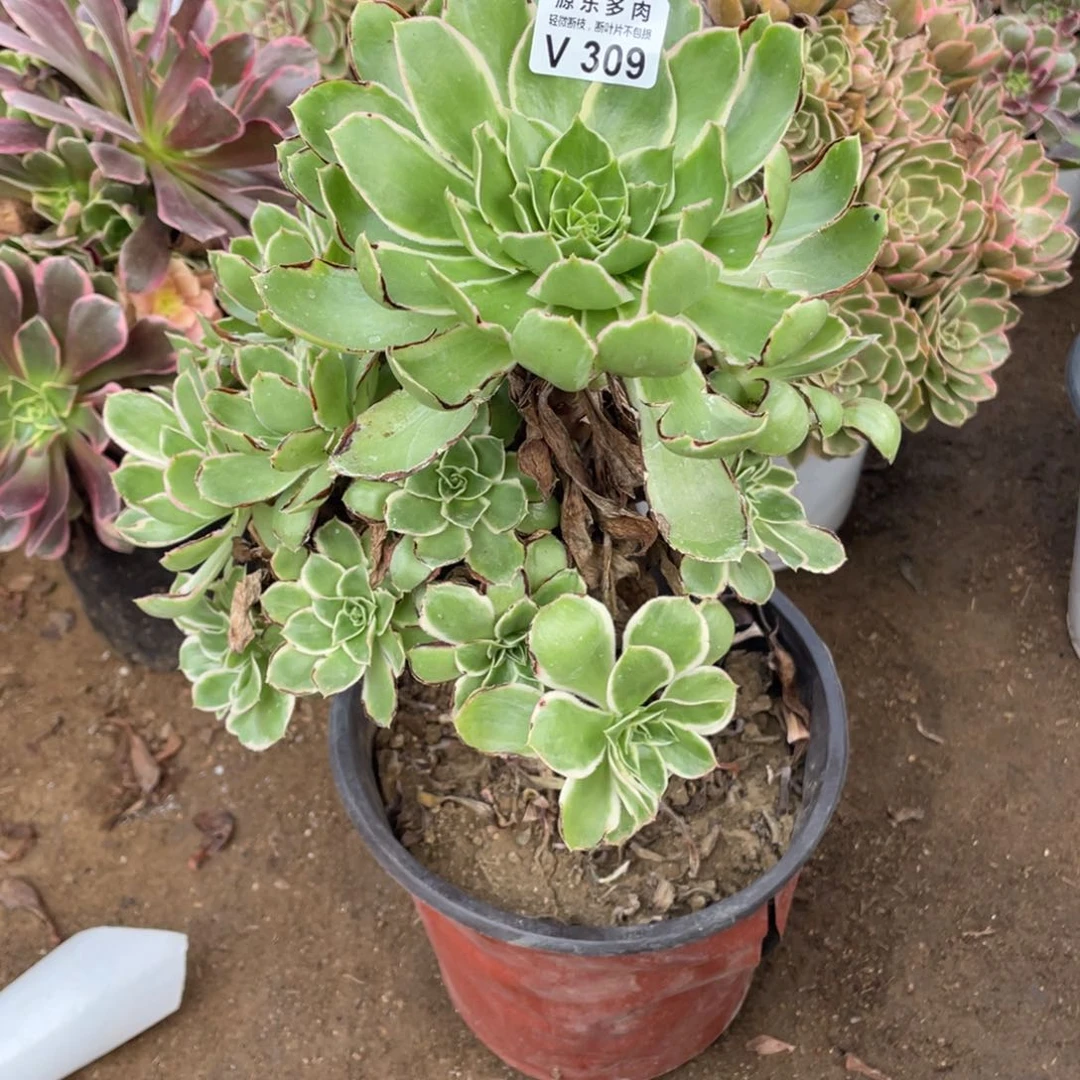 309大叶多肉法师断枝不包