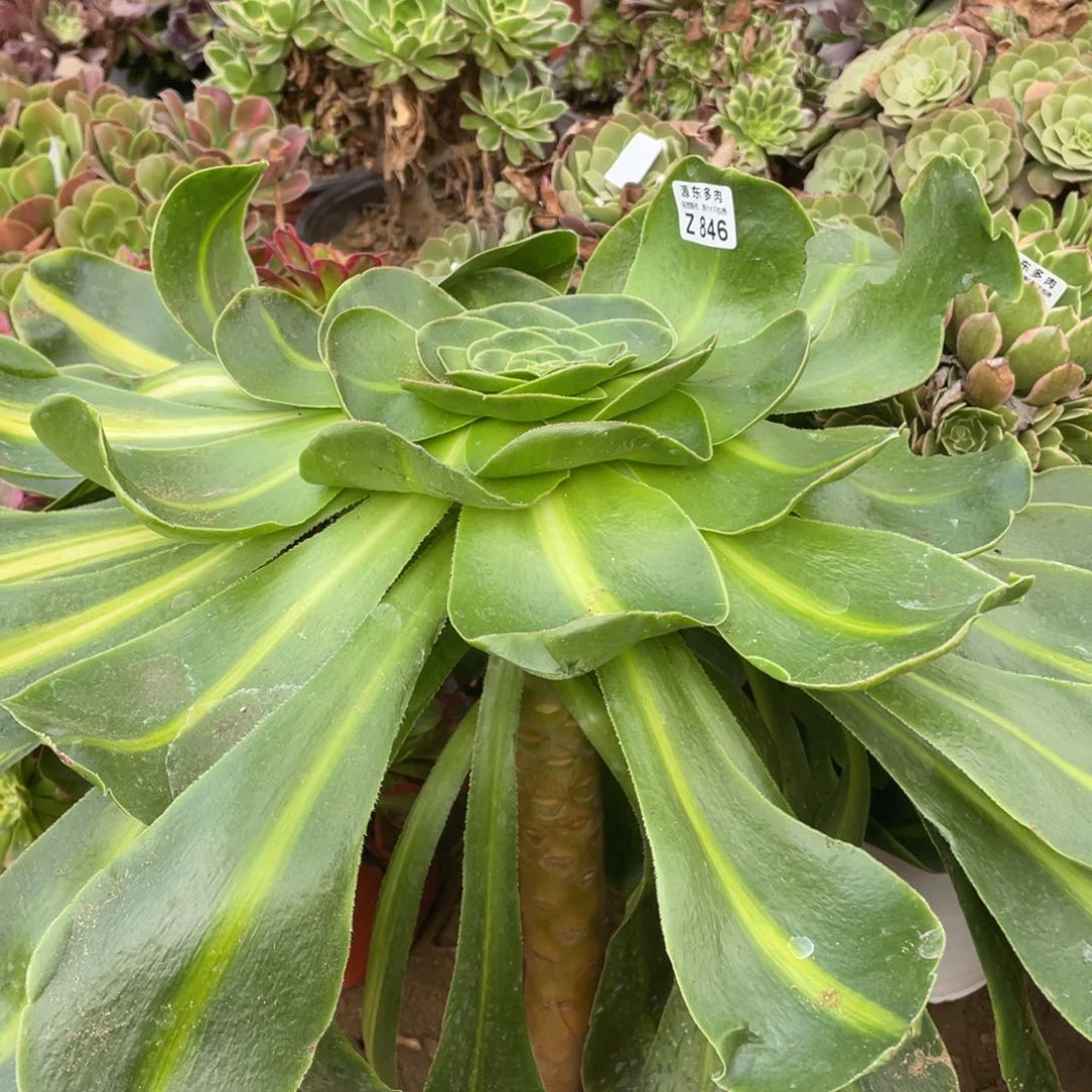 846暴君多肉法师断枝不包