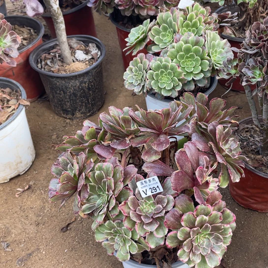 291水墨多肉法师断枝不包