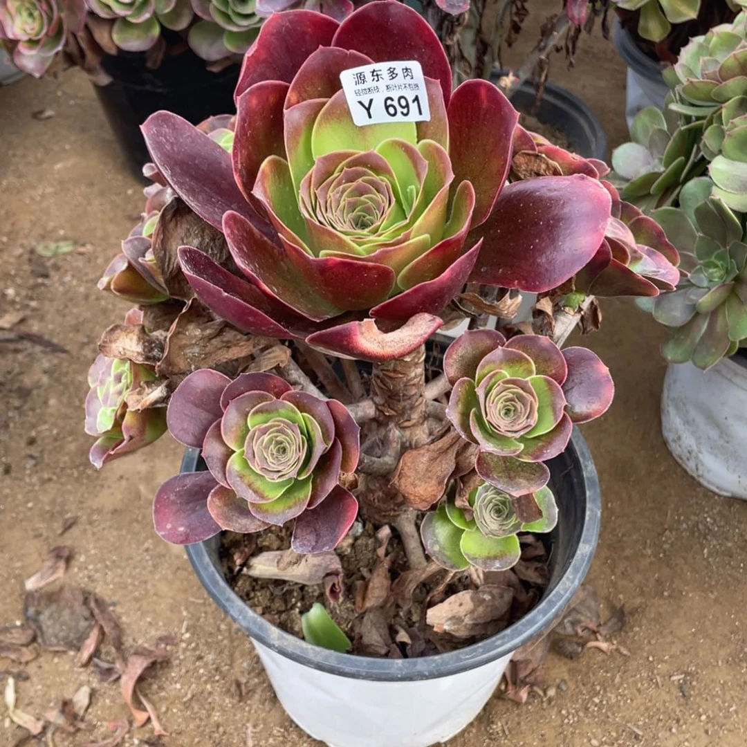 691魅金多肉法师断枝不包