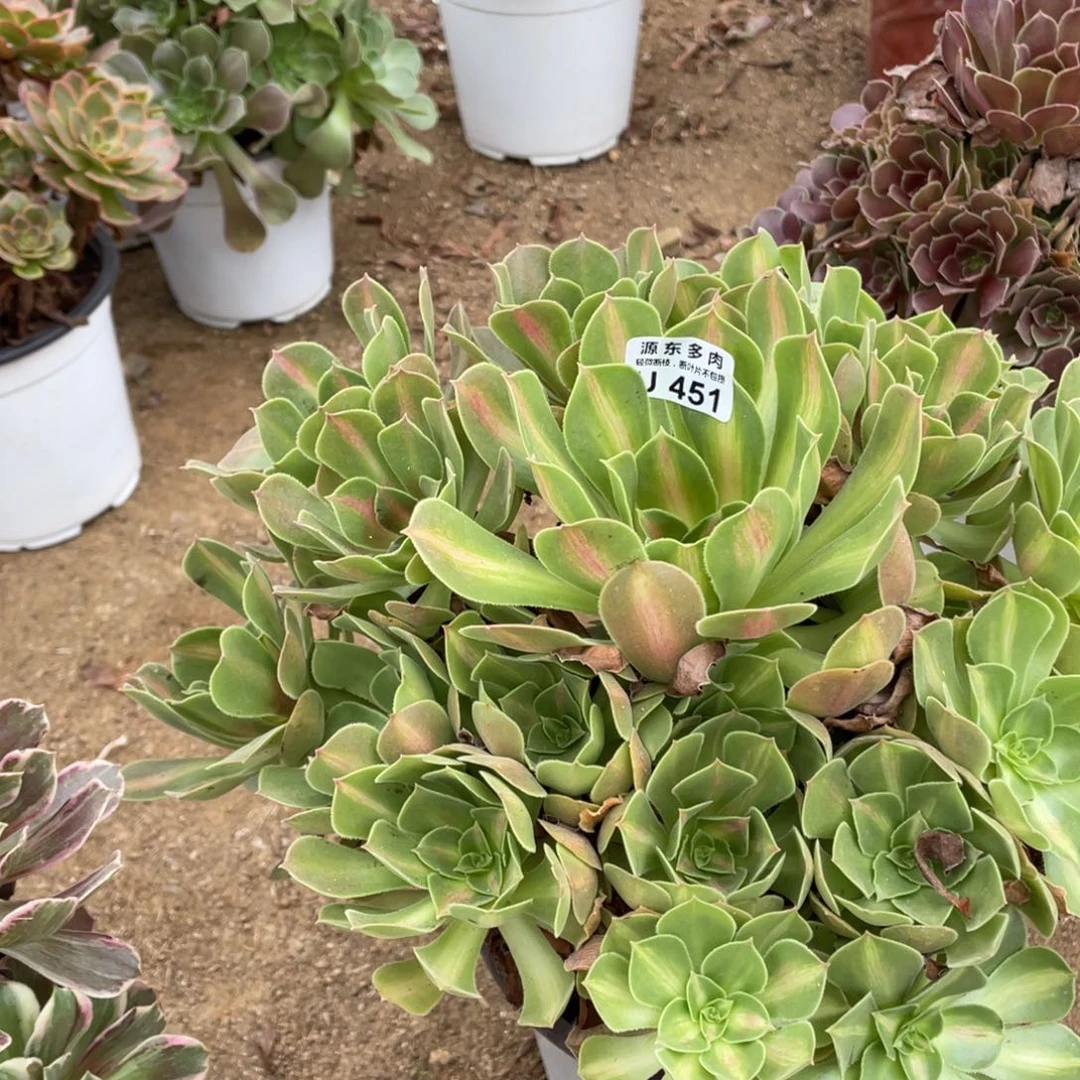 451粉女中班多肉法师断枝不包