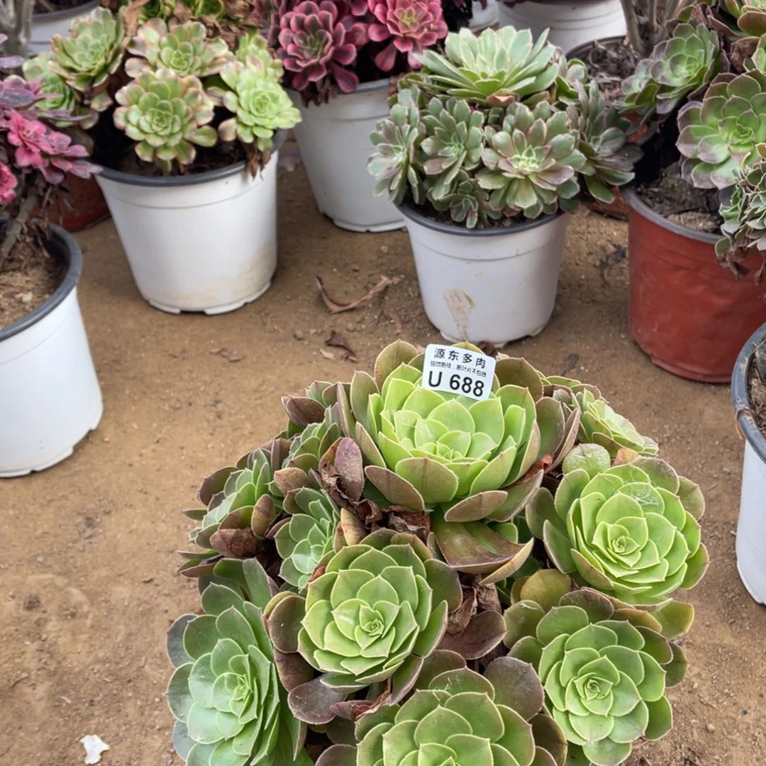 688万圣节多肉法师断枝不包