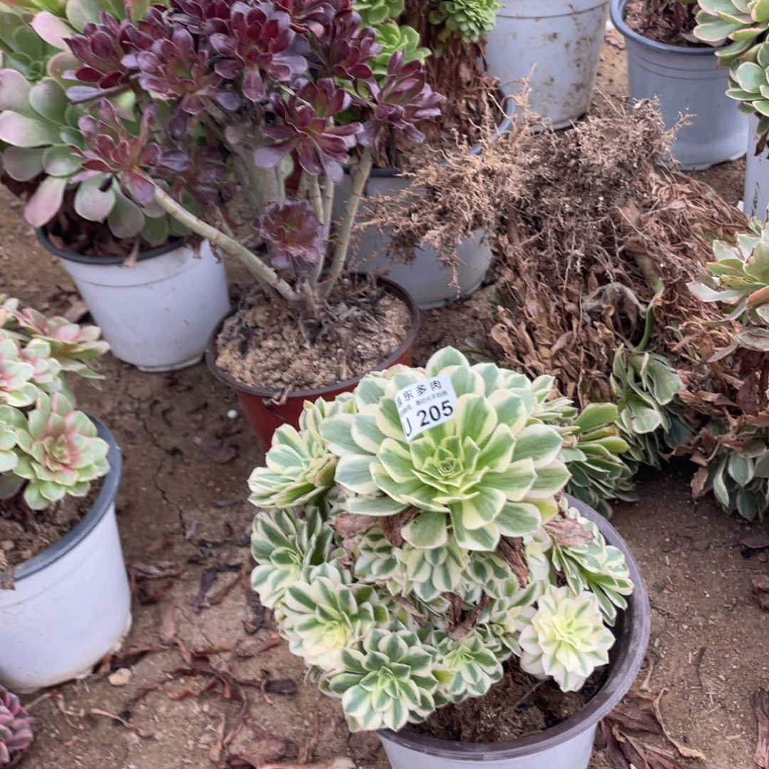 205迈巴赫多肉法师断枝不包