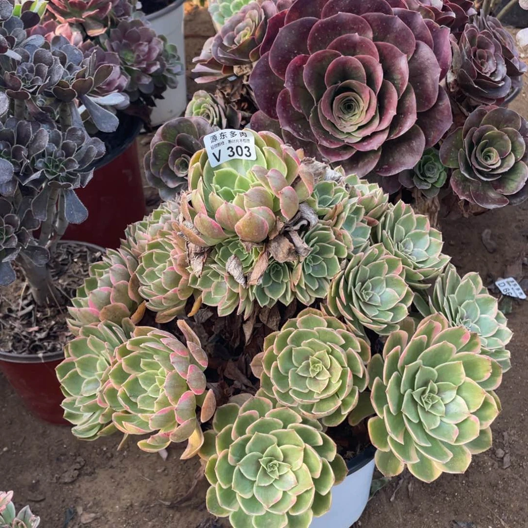 303粉花妖多肉法师断枝不包