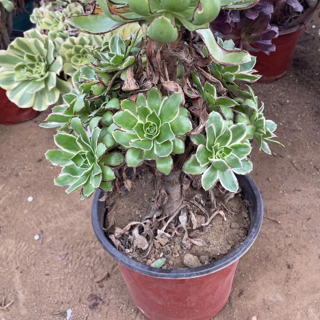 404绿玫瑰多肉法师断枝不包