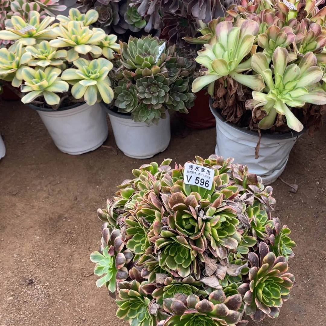 596朝霞多肉法师断枝不包