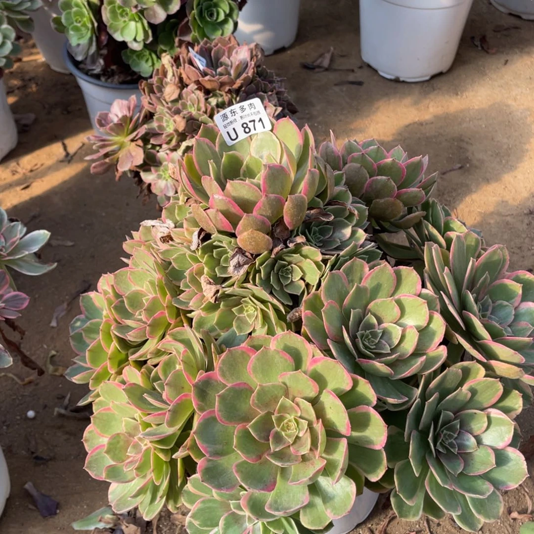 871粉花妖多肉法师断枝不包