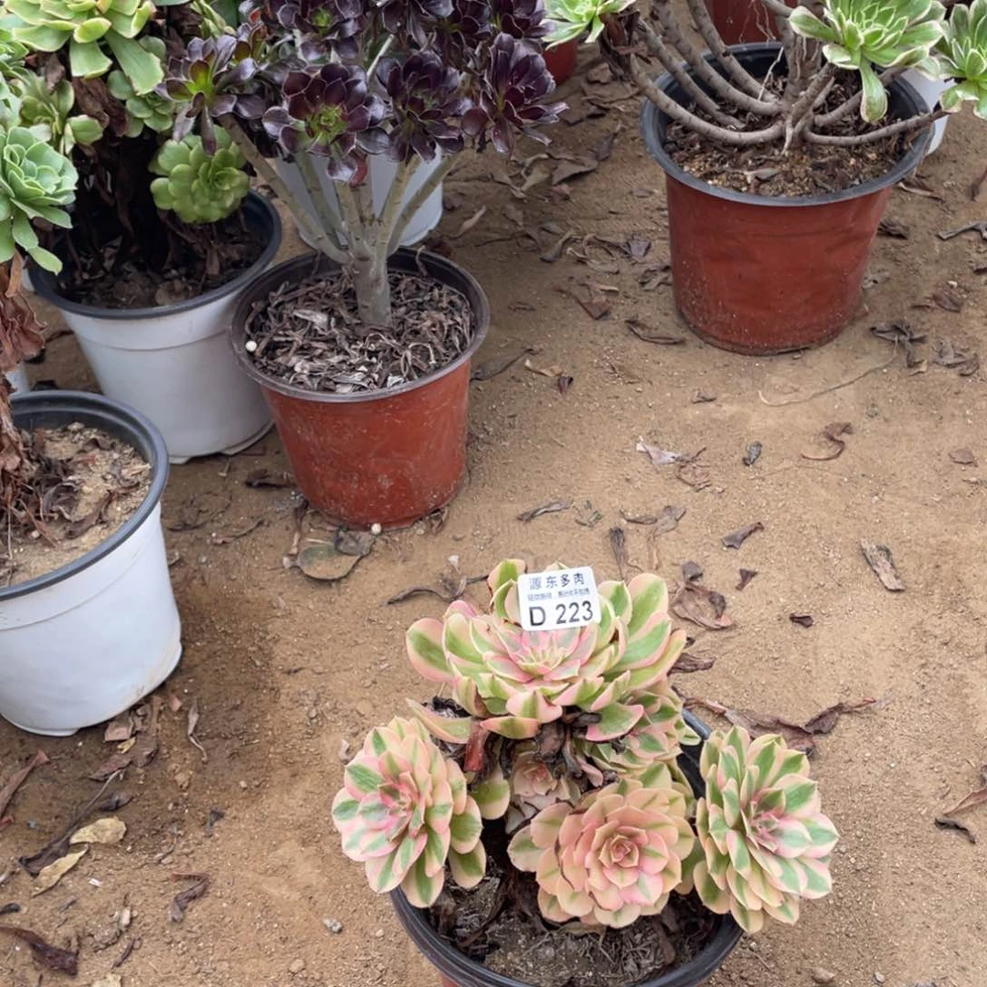 223荔枝多肉法师断枝不包