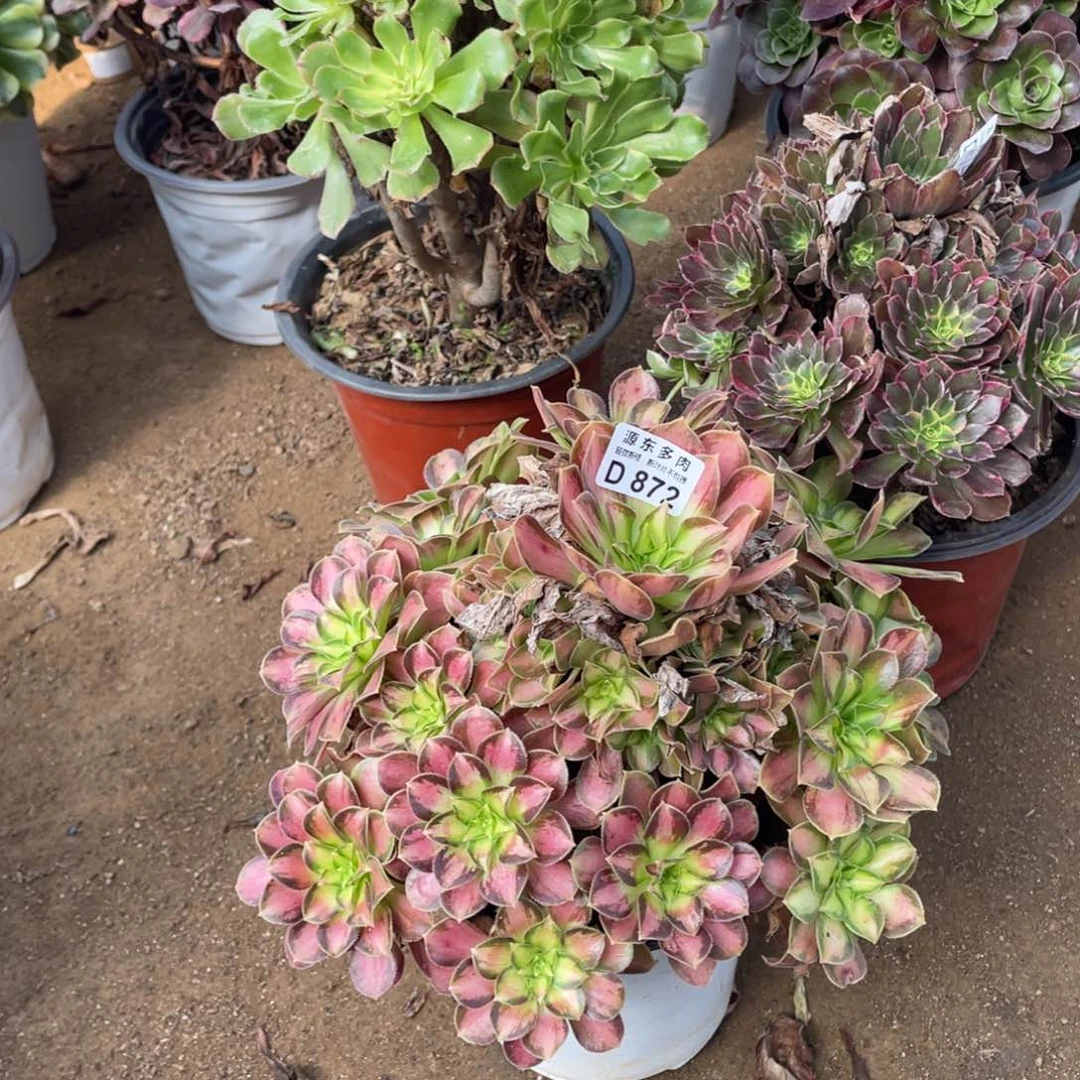 872韶华多肉法师断枝不包