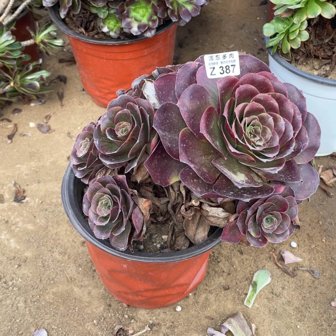 387魅金玫瑰多肉法师断枝不包