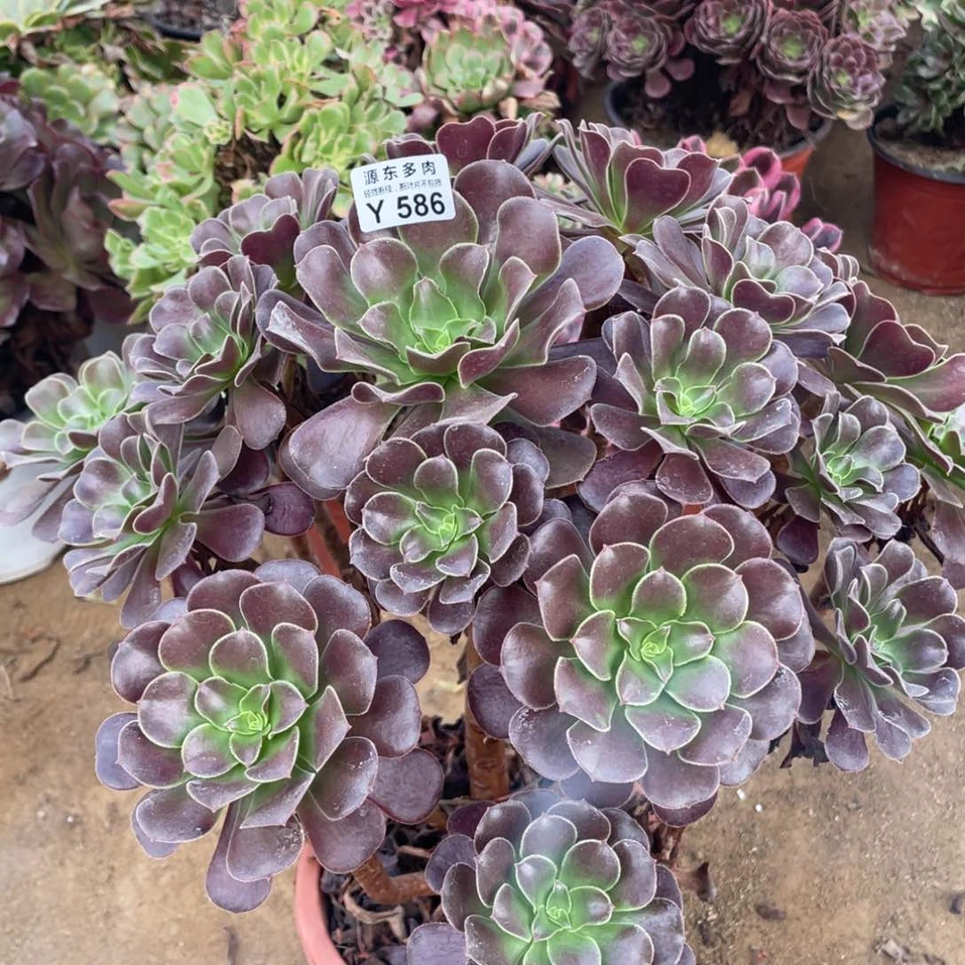 586梅花多肉法师断枝不包