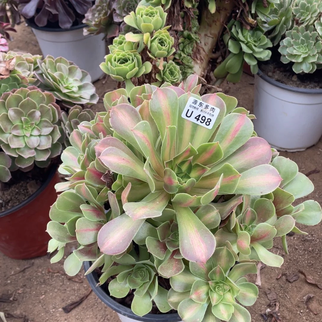 498粉女中班多肉法师断枝不包