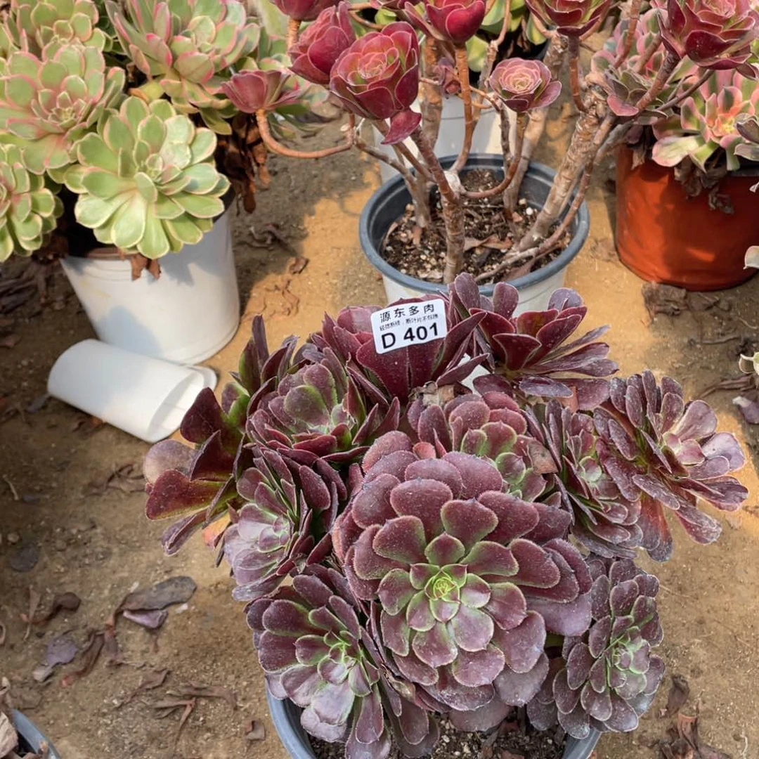 401黑暗多肉法师断枝不包