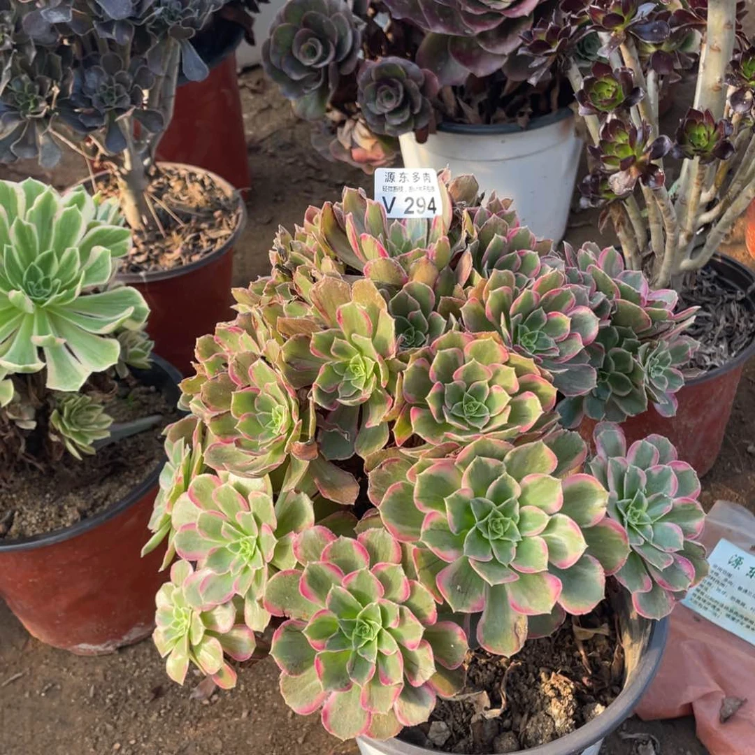 294安娜多肉法师断枝不包