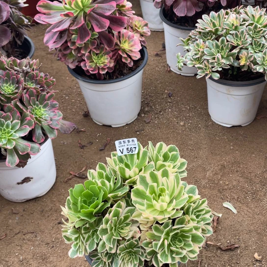 567芳华多肉法师断枝不包