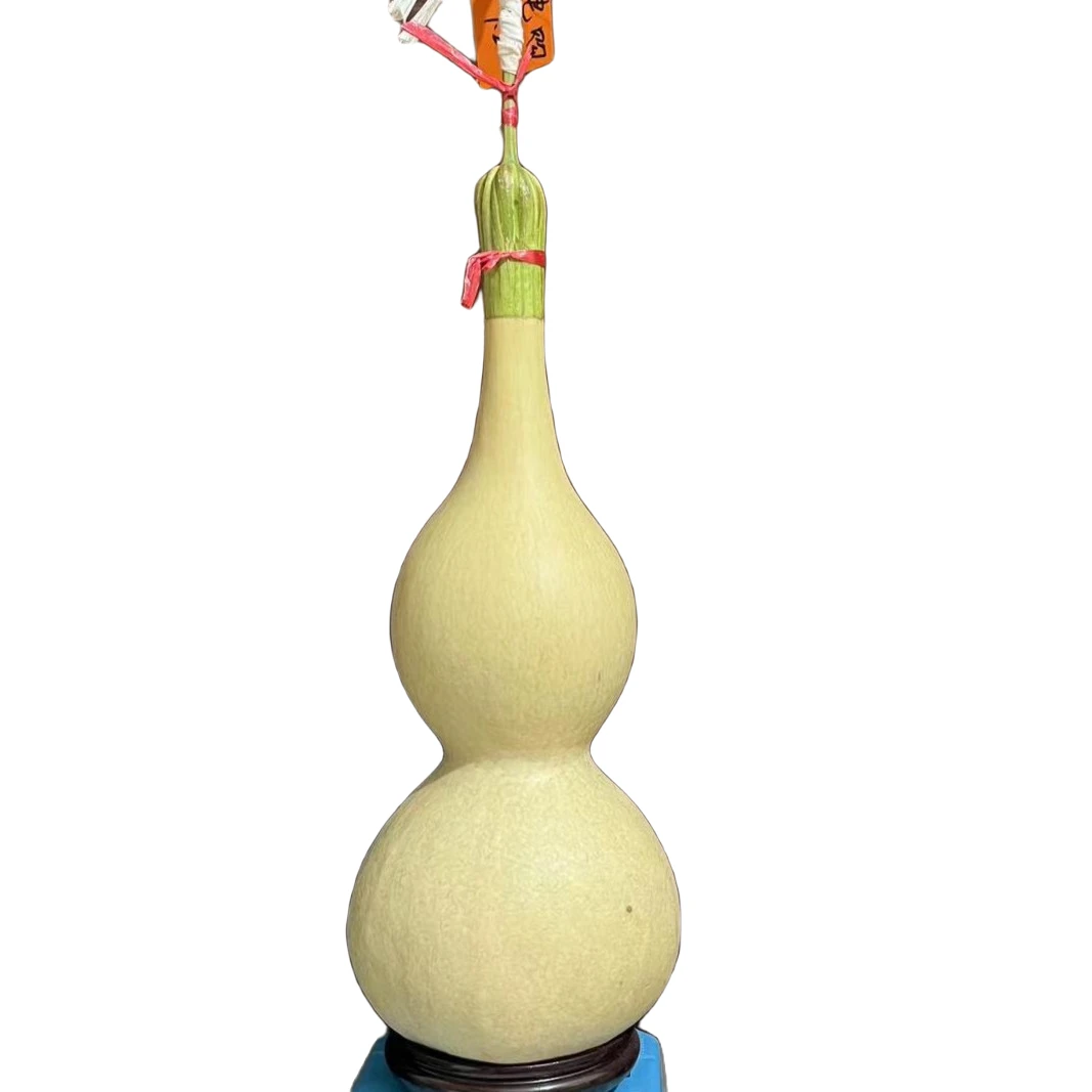 春季爆款大葫芦种子高度80厘米左右庭院农场种植品种纯，粒粒饱满