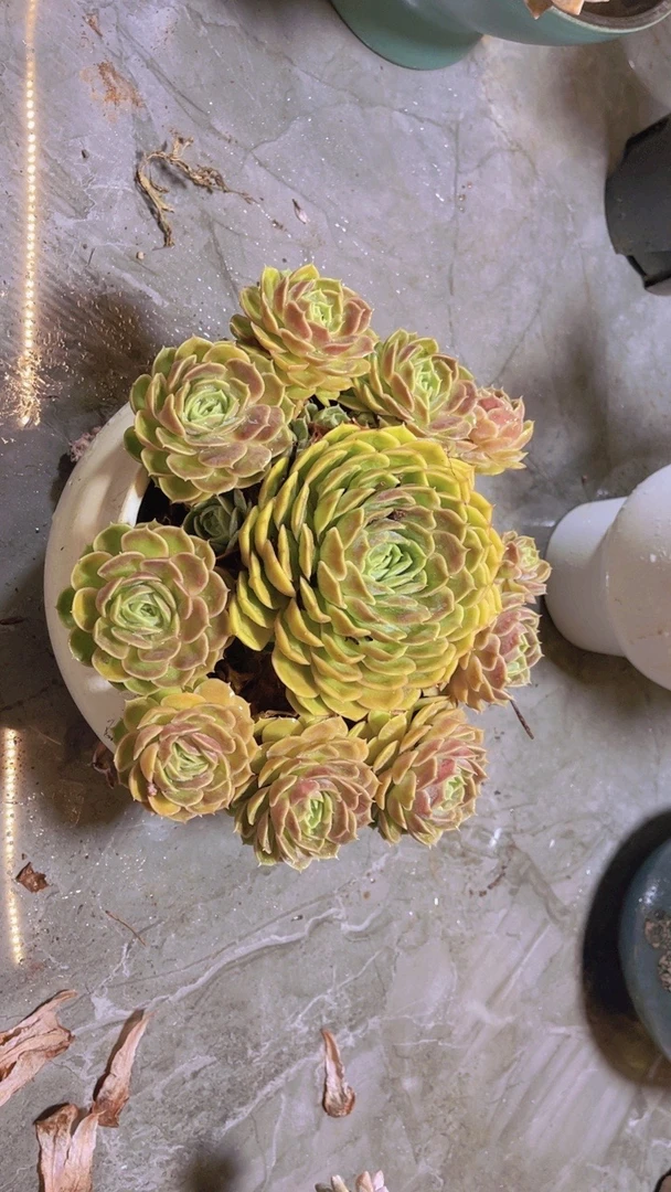 精品多肉植物手捧昂斯诺