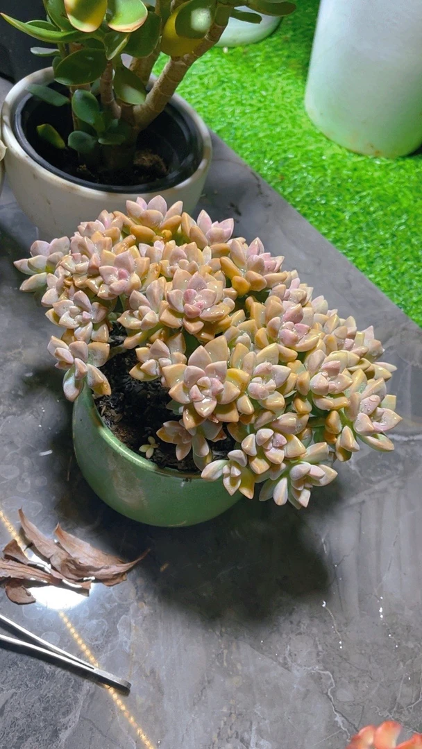 精品多肉植物淡雪朵朵缀